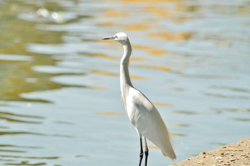 great blue heron in the water