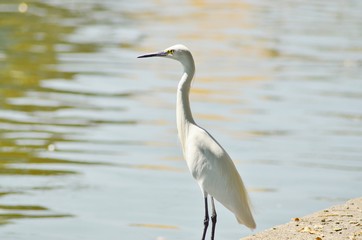 great blue heron in the water