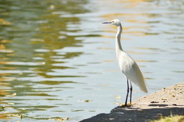 great blue heron in the water