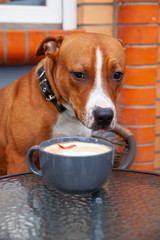 Dog sits at a table near a cup with coffee