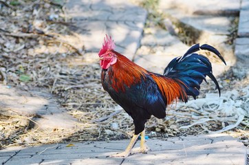 portrait of a rooster