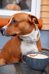 Dog sits at a table near a cup with coffee