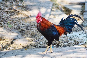 portrait of a rooster