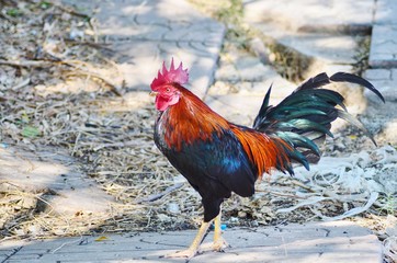 portrait of a rooster