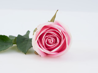 Single pink rose on white background.