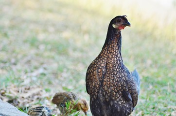 pheasant male bird of prey