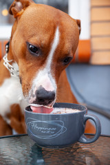 Dog drinks milk from a cup