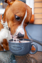 Dog drinks milk from a cup
