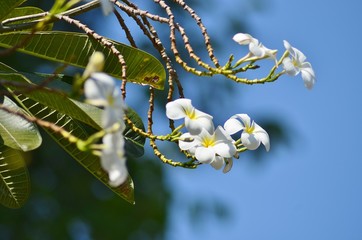 branch of a blossoming tree