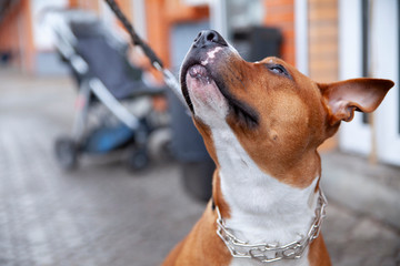 The dog is sitting and looking up