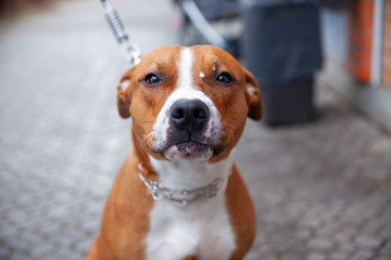 The dog is sitting and looking forward