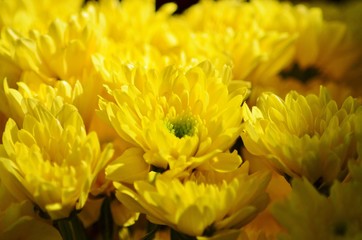 bouquet of yellow flowers