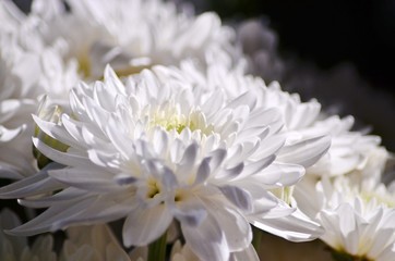 white flower in the garden