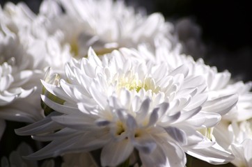 white chrysanthemum on black background