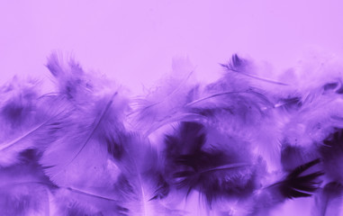 Obraz premium Beautiful abstract colorful blue and purple feathers on black dark background and soft white pink feather texture on white pattern