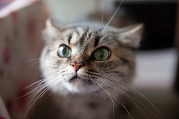 A cat with a long mustache licks