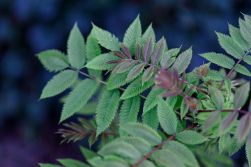 Green and red leaves