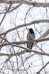 Obraz premium Gray crow on a tree branch.