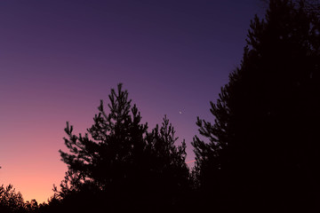 Fototapeta na wymiar Red skies and silhouette of pine on sunrise in Russia.