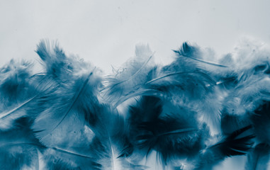Beautiful abstract colorful purple and blue feathers on black dark background and soft white purple feather texture on white pattern