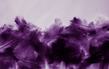 Beautiful abstract colorful blue and purple feathers on black dark background and soft white pink feather texture on white pattern
