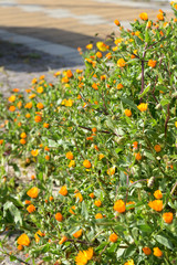 Orange Wildflowers in the Grass by Morning at Spring