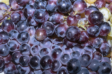 Freshly picked multi colored wine grape. Time of Harvest.