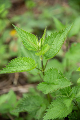 A stalk of young nettles in the forest.