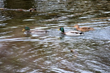 Group of ducks swimming in a lake