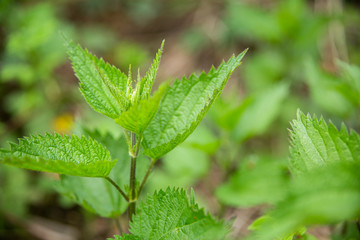A stalk of young nettles in the forest.