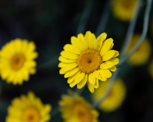 Färberkamille (Anthemis tinctoria, Syn.: Cota tinctoria)  auch genannt  Färber-Hundskamille. 