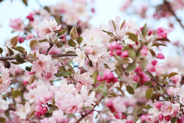 pink apple flowers bloosm