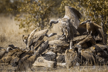 Group of White backed Vultures scavenging a dead giraffe in Kruger National park, South Africa ; Specie Gyps africanus family of Accipitridae