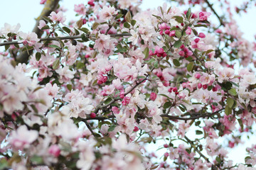 pink apple flowers bloosm