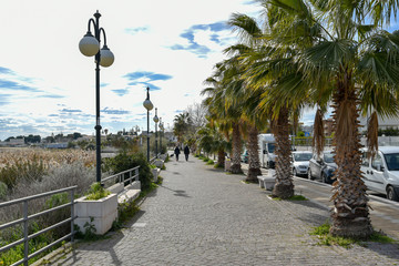 Palm Trees on the Seafront by Morning