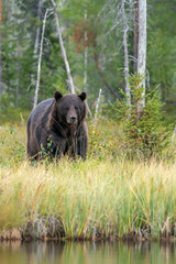 Obraz na płótnie Canvas Beautiful and majestic European Brown Bear (Ursus arctos arctos) hunting in the forest of Kuhmo, Finland. Wild brown bear.