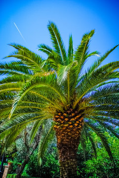 The palm tree