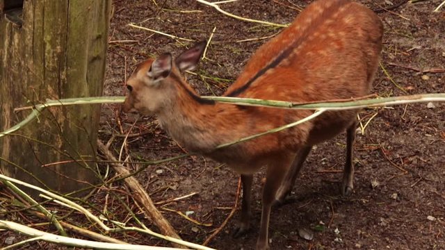 Rehe fressen junge rinde im Wald 3