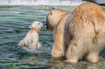 Polar Bear with Cub