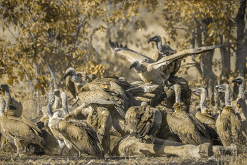 White backed Vulture group scavenging giraffe's carcass in Kruger National park, South Africa ; Specie Gyps africanus family of Accipitridae