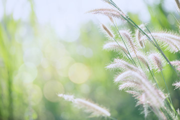 Grass field nature on blurred greenery background. Beautiful leaf texture in sunlight. Natural background. close-up of macro with copy space for text.