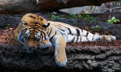 Naklejka na ściany i meble Lazy Tiger in Copenhagen Zoo