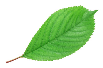 Obraz premium Cherry leaves isolated on white background closeup