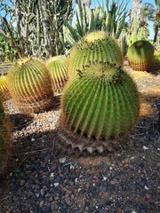 cactus in the garden