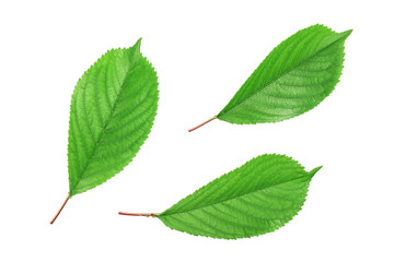 Fototapeta premium Cherry leaves isolated on white background closeup