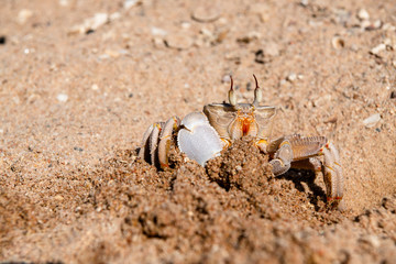 crab on the beach