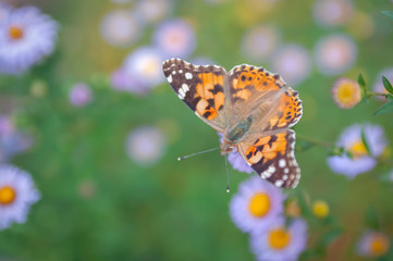 butterfly