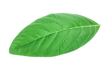 Fototapeta na wymiar fresh avocado leaves isolated on white background