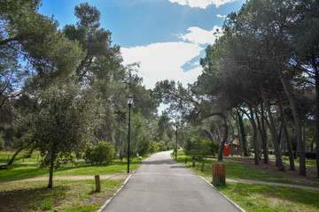 Obraz premium Pescara Pinewood by Morning