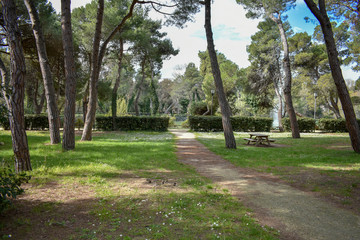 Fototapeta premium Pescara Pinewood by Morning